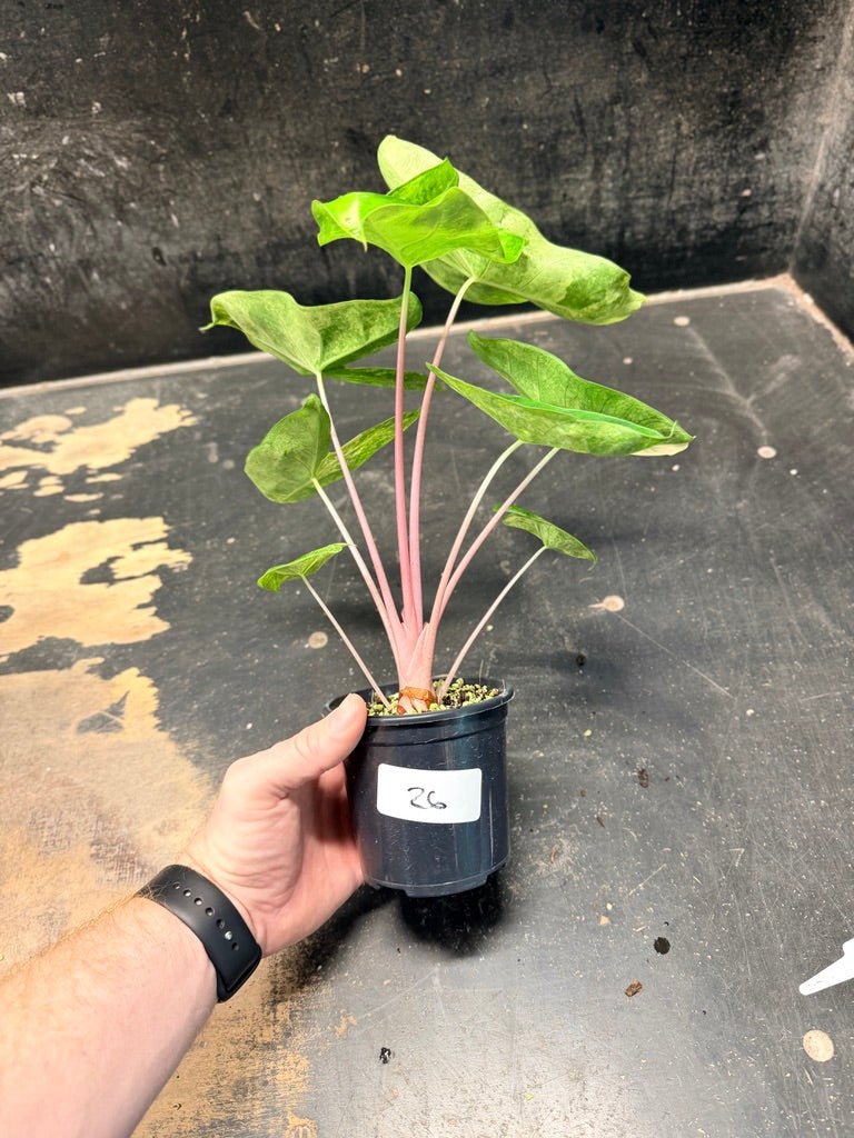 Handpicked 26 - Alocasia Morocco Variegata Aurea - 100mm Pot | Uprooted
