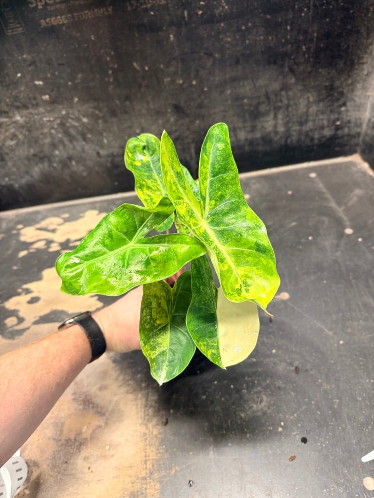 Handpicked 26 - Alocasia Morocco Variegata Aurea - 100mm Pot | Uprooted