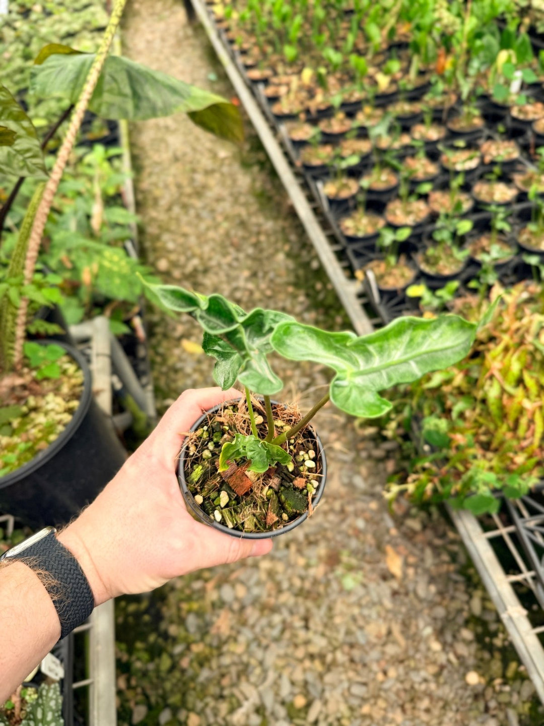 Handpicked 26 - Alocasia Teletubbies | Uprooted