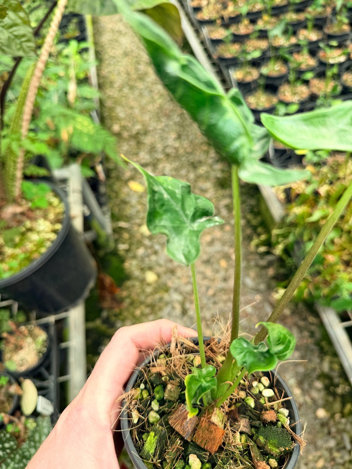 Handpicked 26 - Alocasia Teletubbies | Uprooted