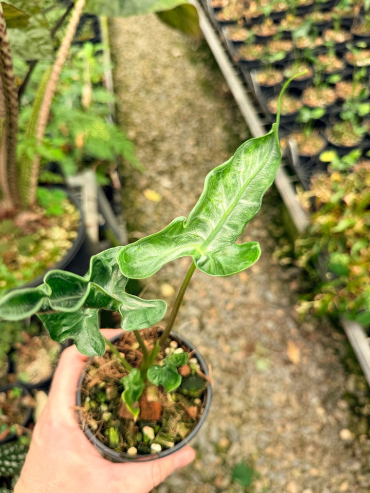 Handpicked 26 - Alocasia Teletubbies | Uprooted