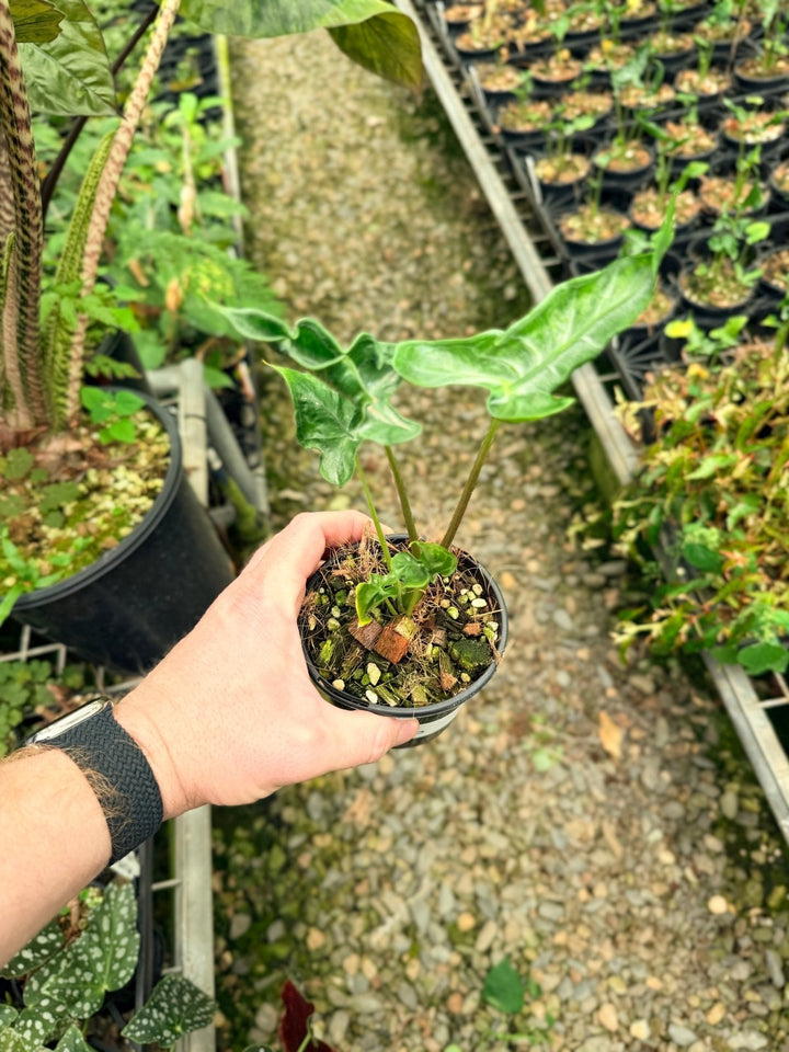 Handpicked 26 - Alocasia Teletubbies | Uprooted