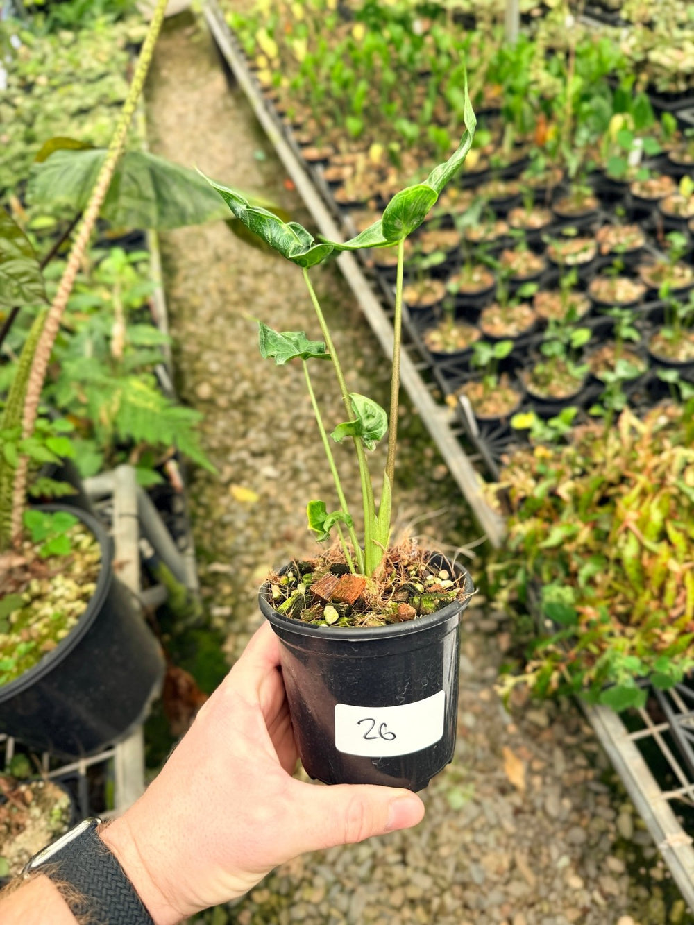 Handpicked 26 - Alocasia Teletubbies | Uprooted