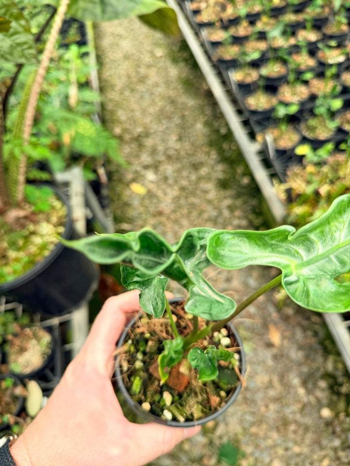 Handpicked 26 - Alocasia Teletubbies | Uprooted