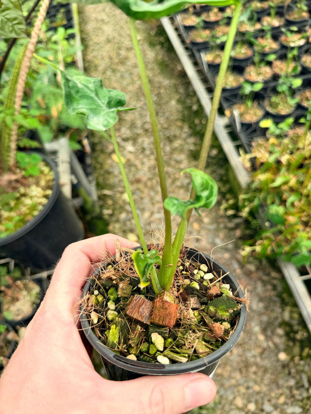 Handpicked 26 - Alocasia Teletubbies | Uprooted