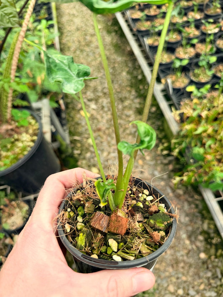Handpicked 26 - Alocasia Teletubbies | Uprooted