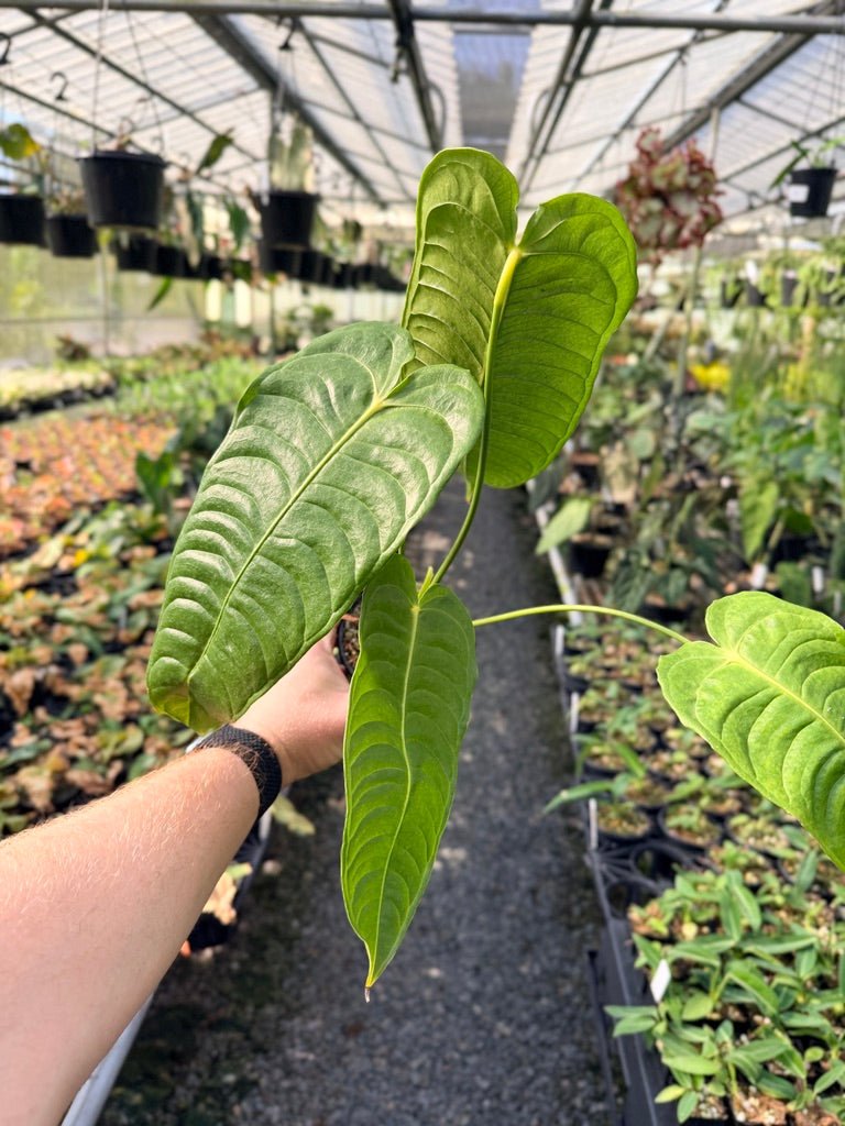 Handpicked 26 - Anthurium Veitchii - Intermediate Form | Uprooted