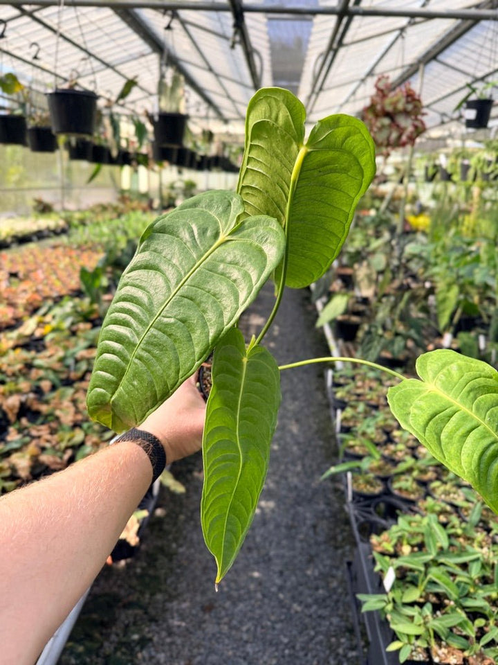 Handpicked 26 - Anthurium Veitchii - Intermediate Form | Uprooted