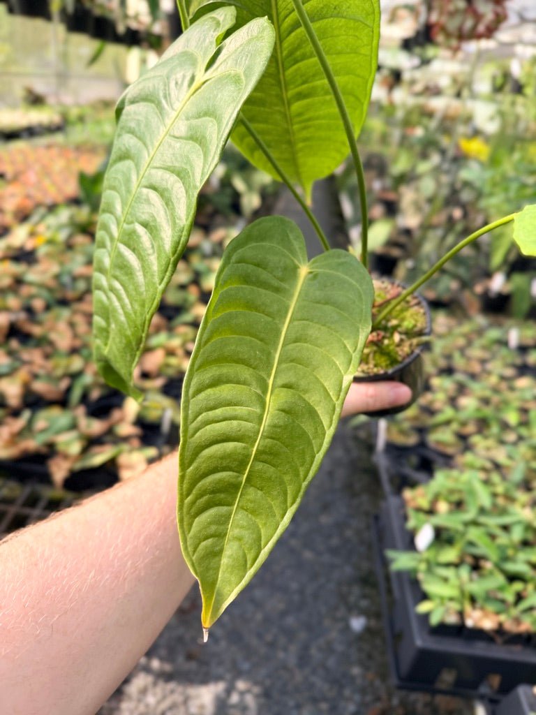 Handpicked 26 - Anthurium Veitchii - Intermediate Form | Uprooted