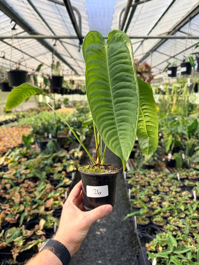 Handpicked 26 - Anthurium Veitchii - Intermediate Form | Uprooted