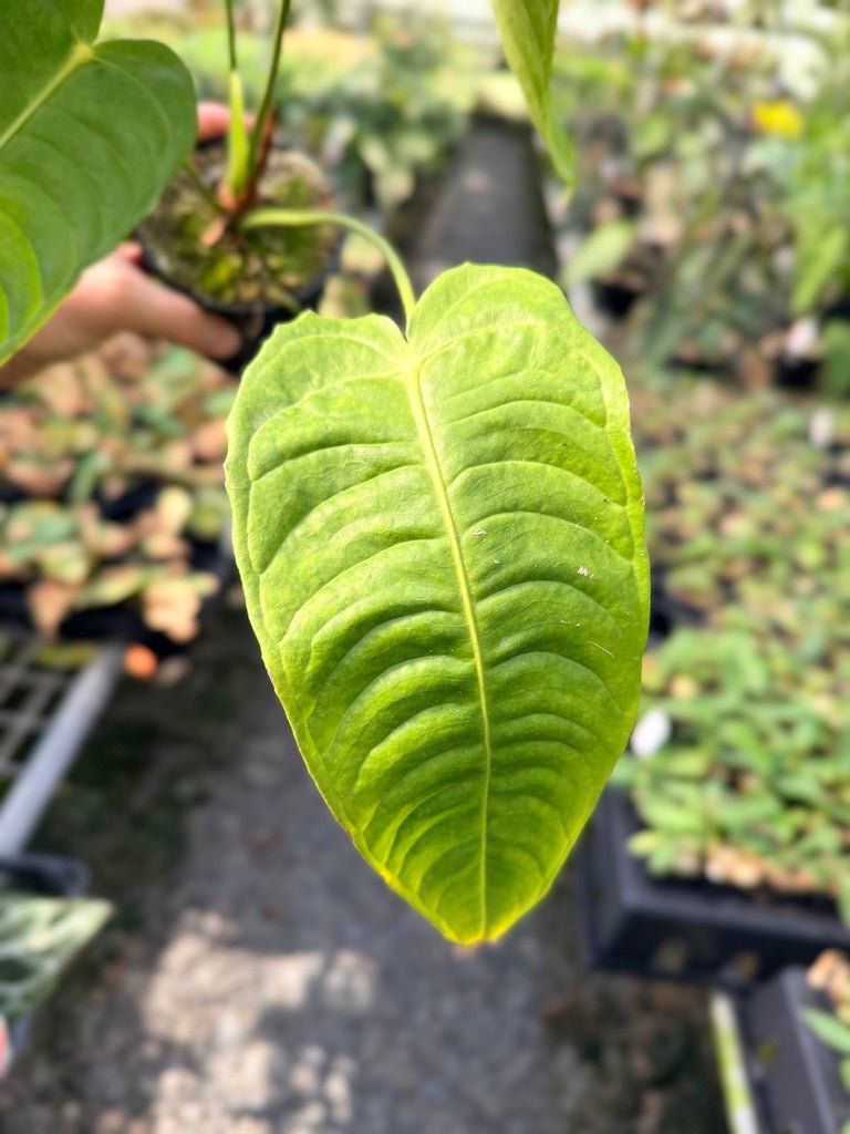 Handpicked 26 - Anthurium Veitchii - Intermediate Form | Uprooted
