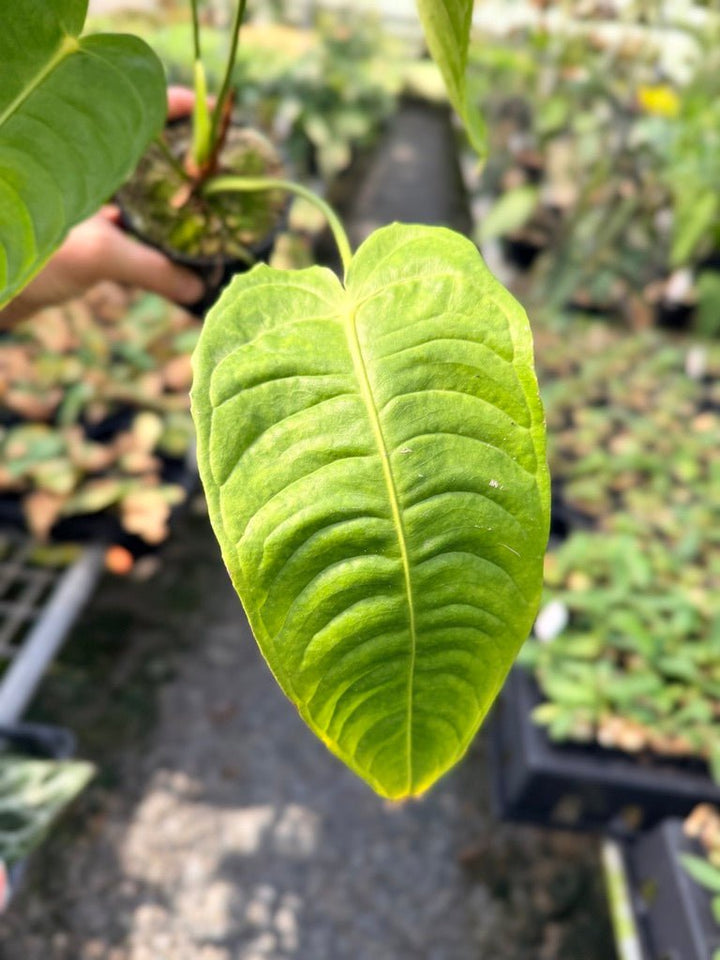 Handpicked 26 - Anthurium Veitchii - Intermediate Form | Uprooted
