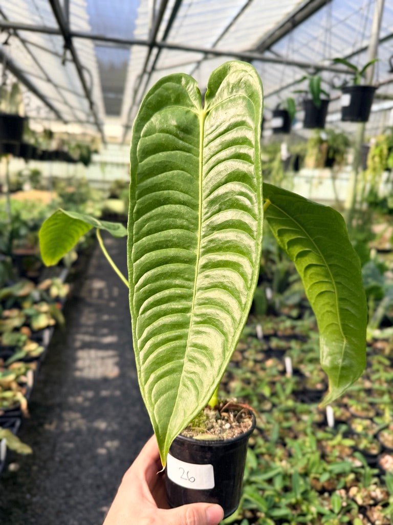 Handpicked 26 - Anthurium Veitchii - Intermediate Form | Uprooted