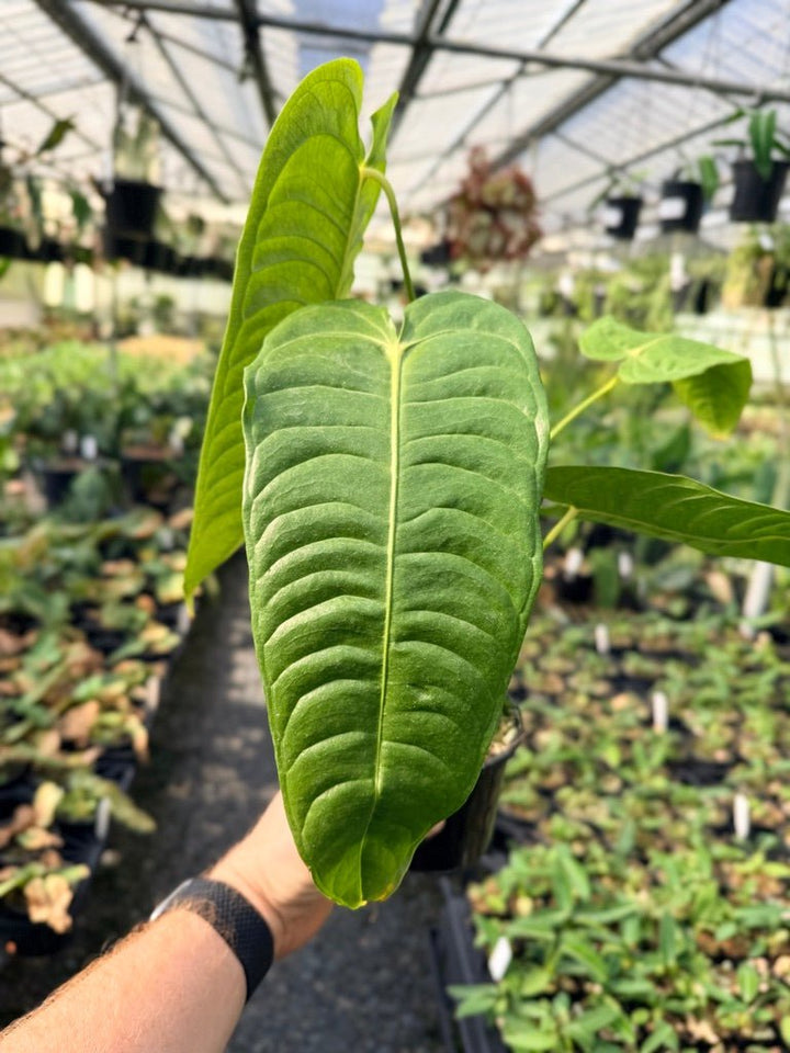 Handpicked 26 - Anthurium Veitchii - Intermediate Form | Uprooted