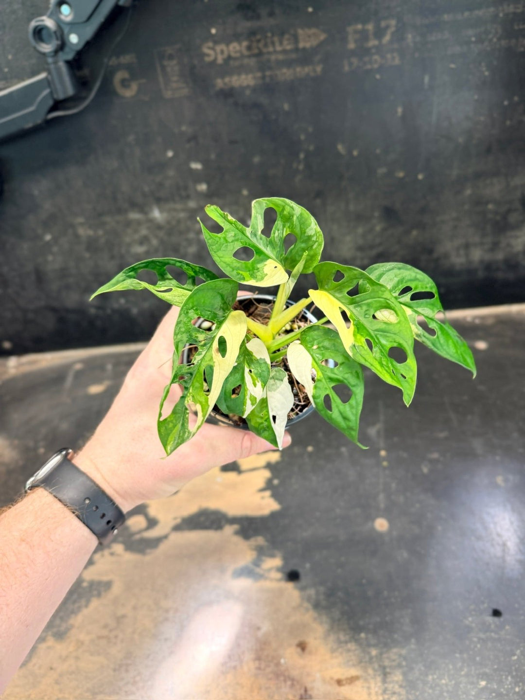 Handpicked 260 - Monstera Adansonii Monkey Mask Albo - 100mm Pot | Uprooted