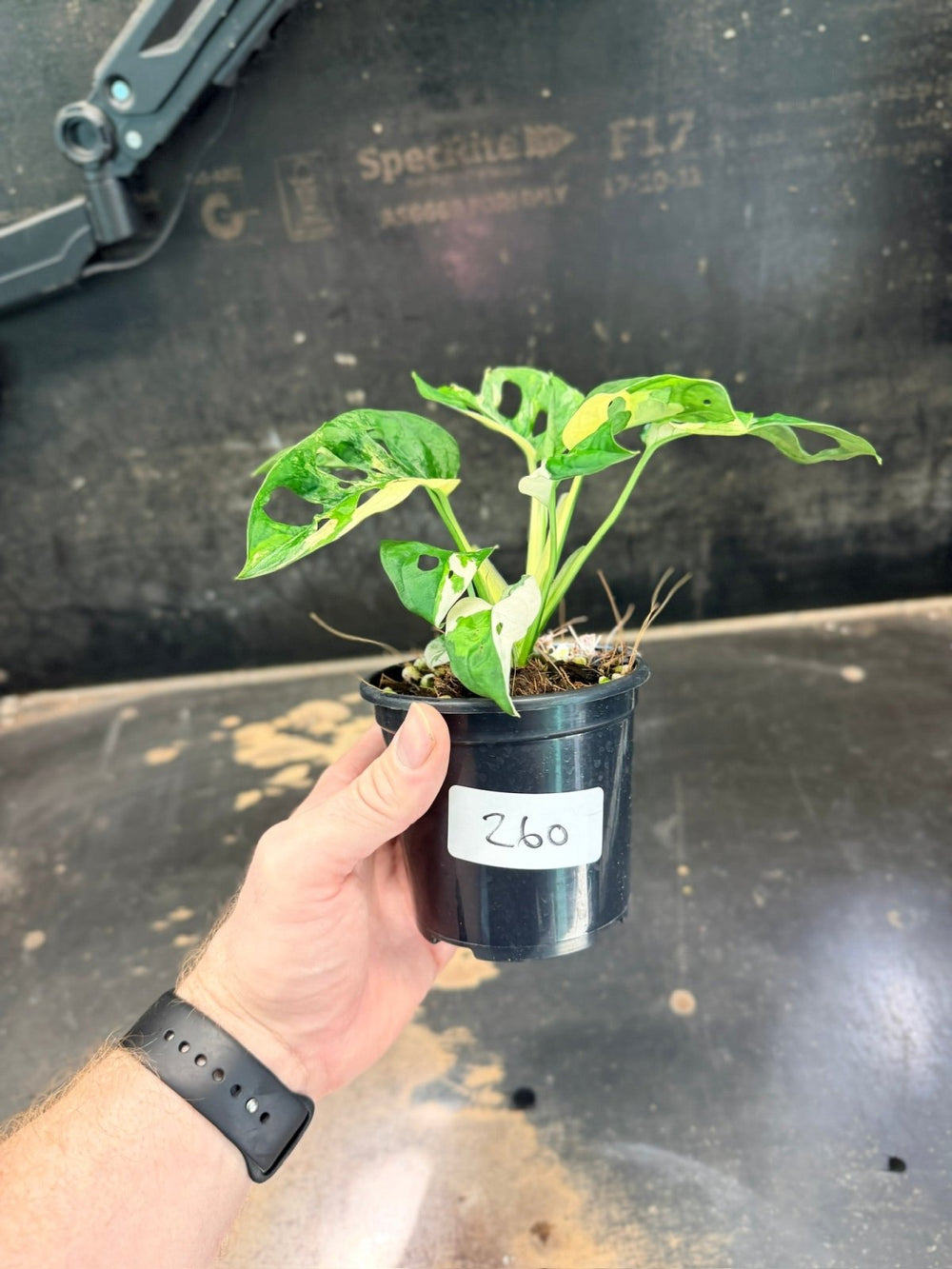 Handpicked 260 - Monstera Adansonii Monkey Mask Albo - 100mm Pot | Uprooted
