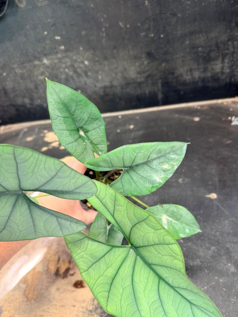 Handpicked 269 - Alocasia Bisma NOID Hybrid - 100mm Pot | Uprooted