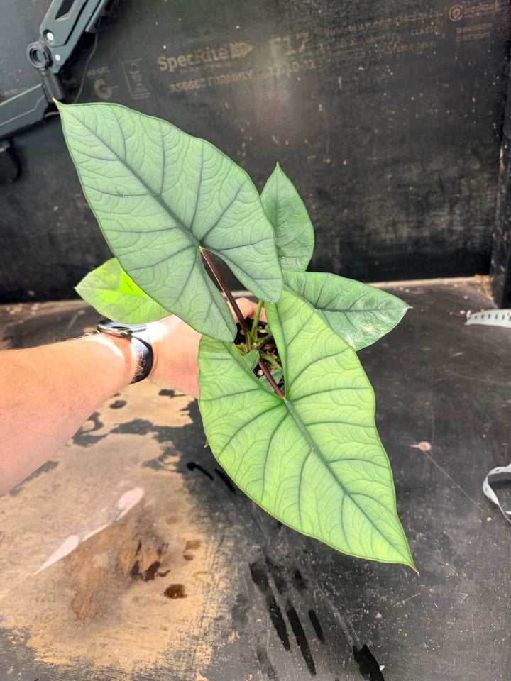 Handpicked 269 - Alocasia Bisma NOID Hybrid - 100mm Pot | Uprooted