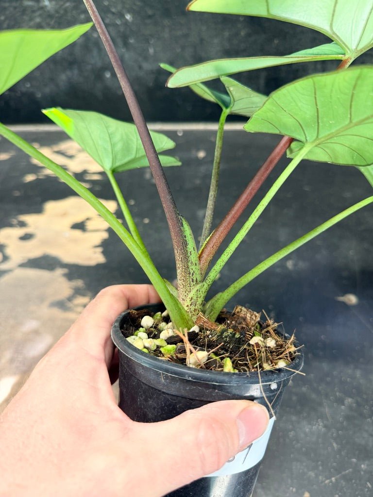 Handpicked 269 - Alocasia Bisma NOID Hybrid - 100mm Pot | Uprooted