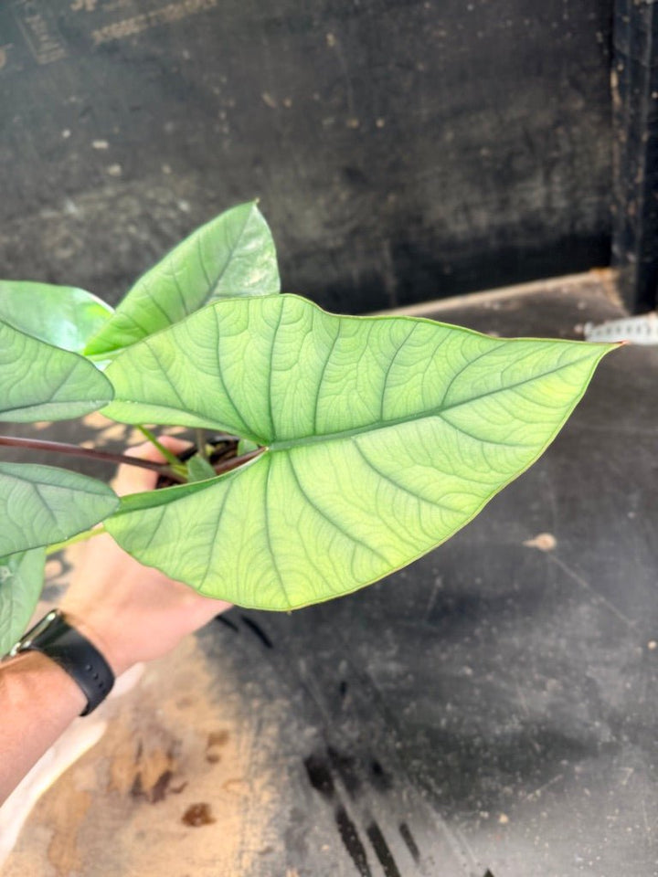Handpicked 269 - Alocasia Bisma NOID Hybrid - 100mm Pot | Uprooted
