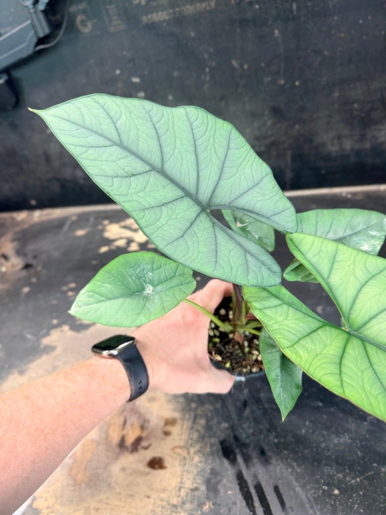 Handpicked 269 - Alocasia Bisma NOID Hybrid - 100mm Pot | Uprooted