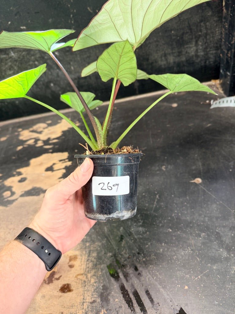 Handpicked 269 - Alocasia Bisma NOID Hybrid - 100mm Pot | Uprooted