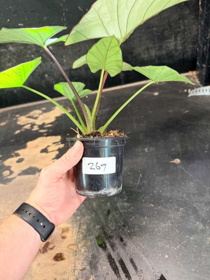 Handpicked 269 - Alocasia Bisma NOID Hybrid - 100mm Pot | Uprooted