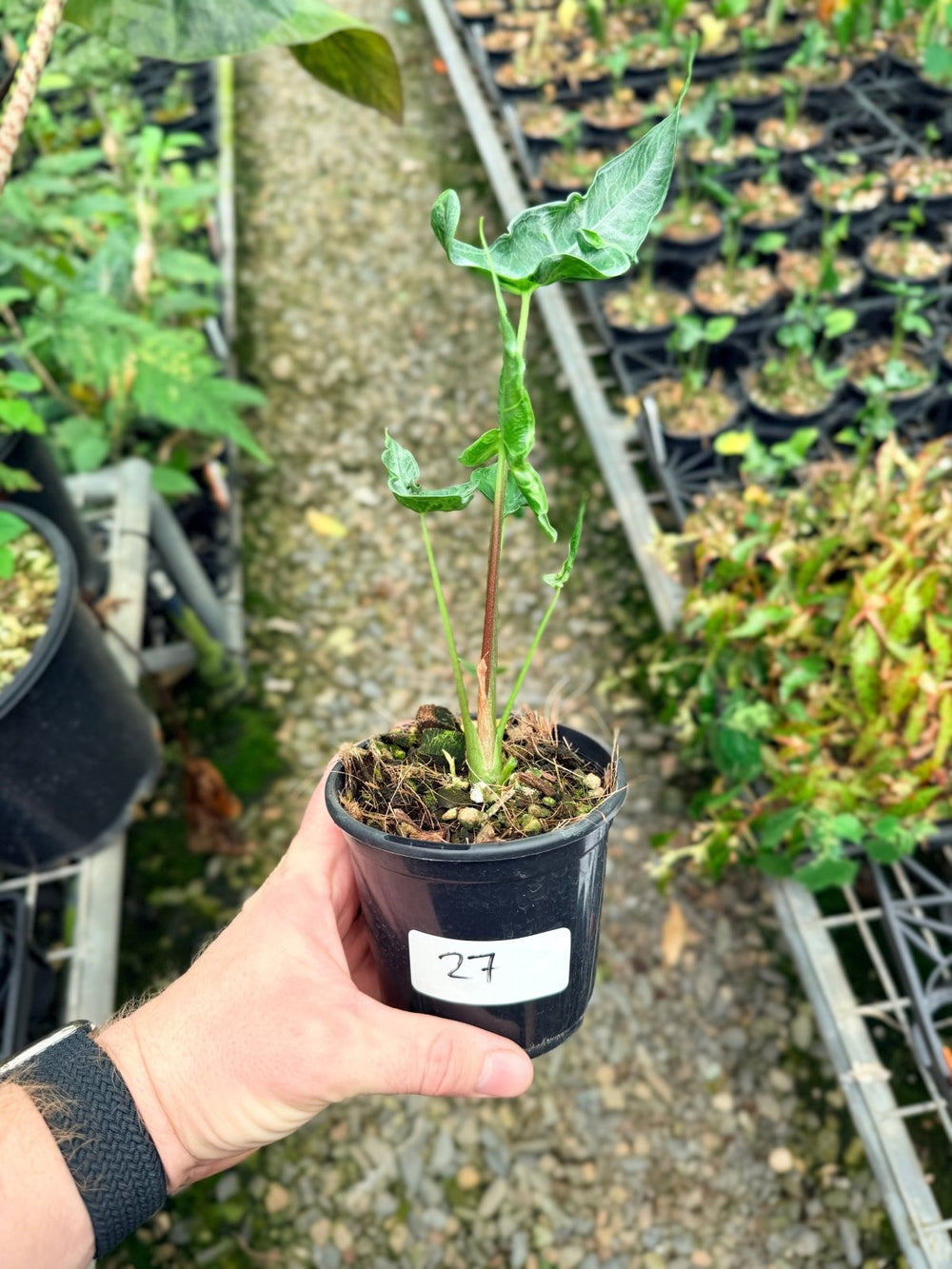 Handpicked 27 - Alocasia Teletubbies | Uprooted