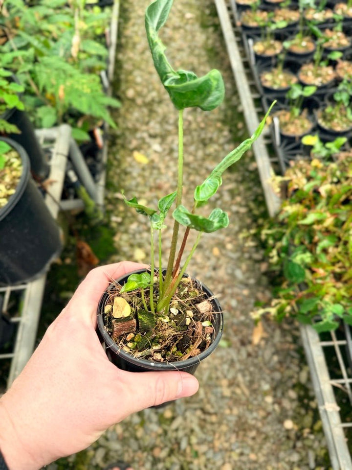 Handpicked 27 - Alocasia Teletubbies | Uprooted