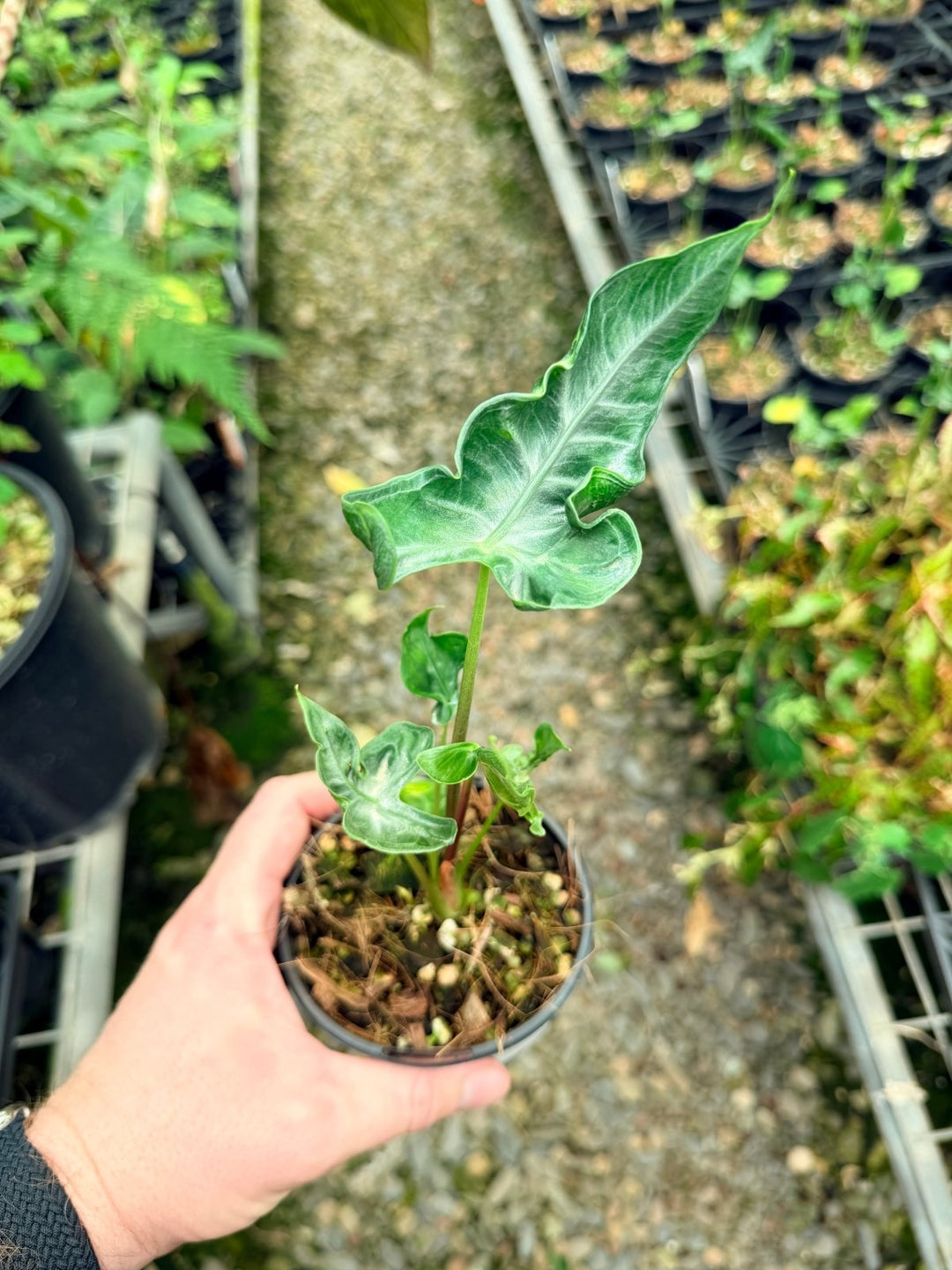 Handpicked 27 - Alocasia Teletubbies | Uprooted
