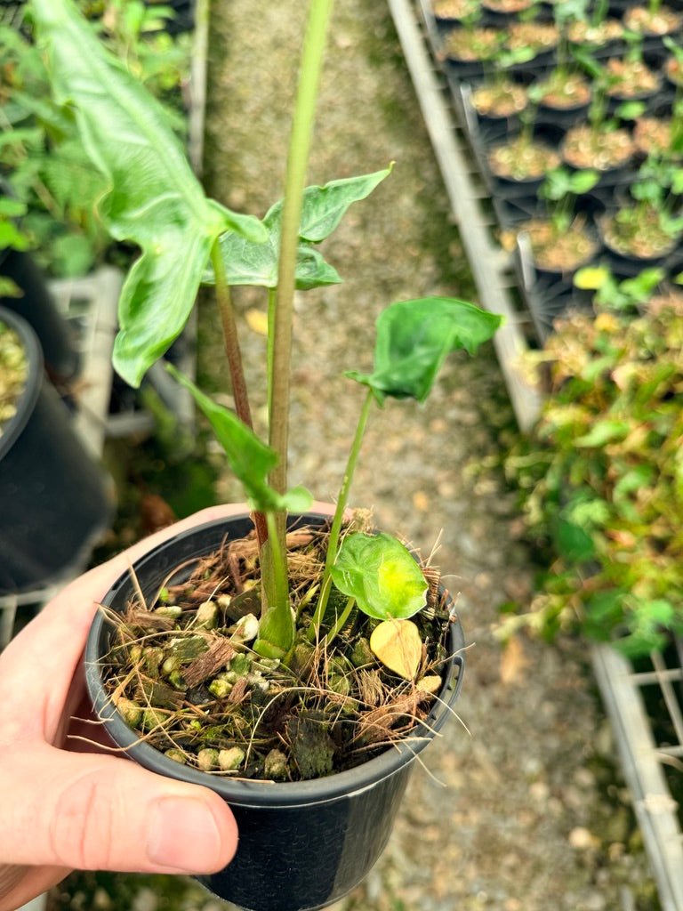 Handpicked 27 - Alocasia Teletubbies | Uprooted