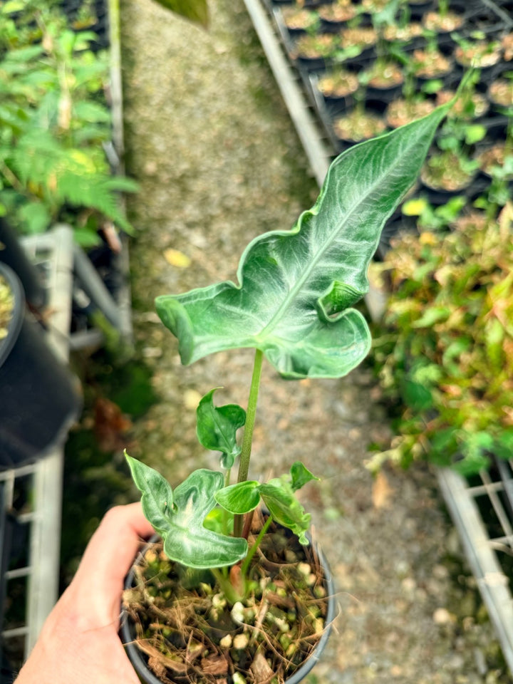 Handpicked 27 - Alocasia Teletubbies | Uprooted