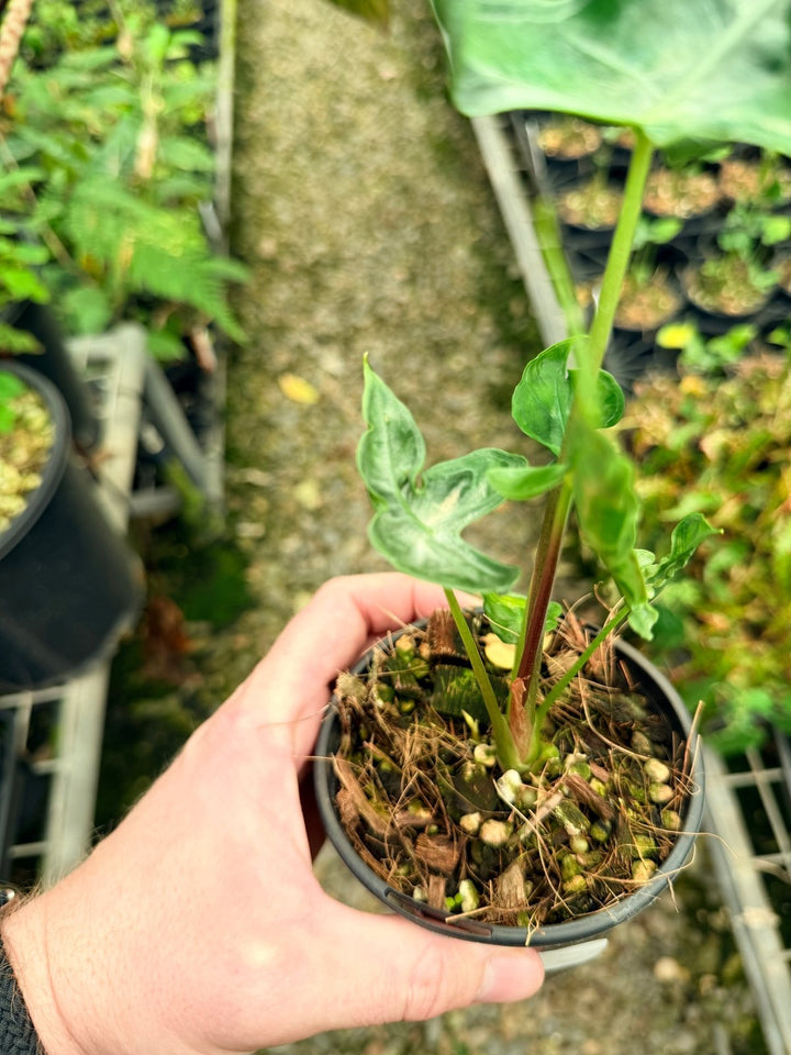 Handpicked 27 - Alocasia Teletubbies | Uprooted