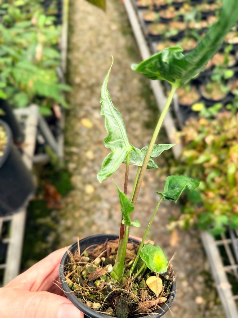 Handpicked 27 - Alocasia Teletubbies | Uprooted