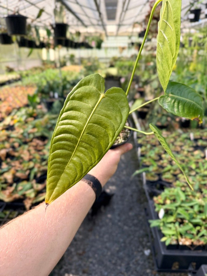 Handpicked 27 - Anthurium Veitchii - Intermediate Form | Uprooted