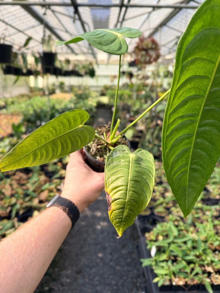 Handpicked 27 - Anthurium Veitchii - Intermediate Form | Uprooted