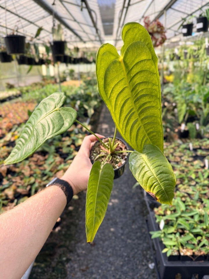 Handpicked 27 - Anthurium Veitchii - Intermediate Form | Uprooted