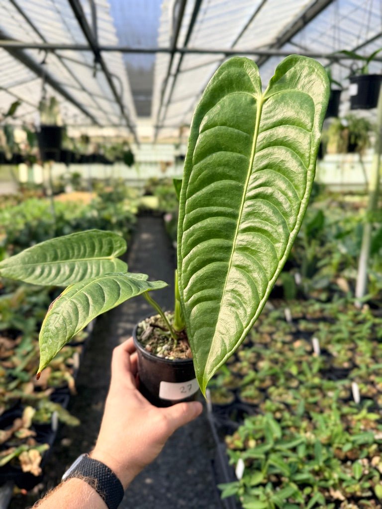 Handpicked 27 - Anthurium Veitchii - Intermediate Form | Uprooted