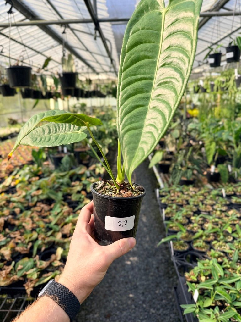 Handpicked 27 - Anthurium Veitchii - Intermediate Form | Uprooted