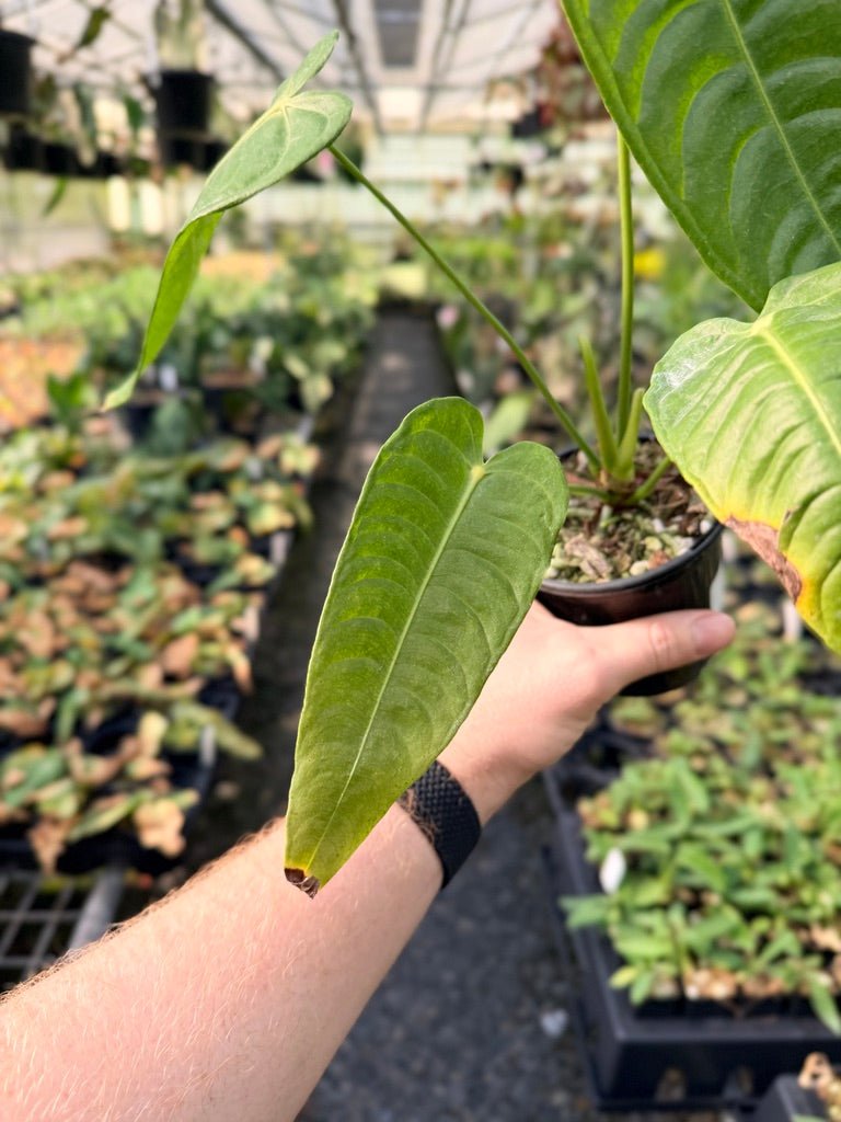 Handpicked 27 - Anthurium Veitchii - Intermediate Form | Uprooted