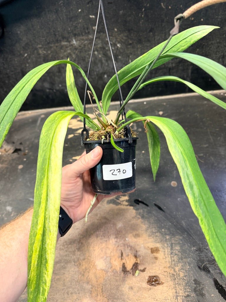 Handpicked 270 - Anthurium Vittariifolium Variegata - 100mm Pot | Uprooted