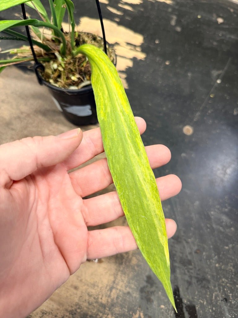 Handpicked 270 - Anthurium Vittariifolium Variegata - 100mm Pot | Uprooted