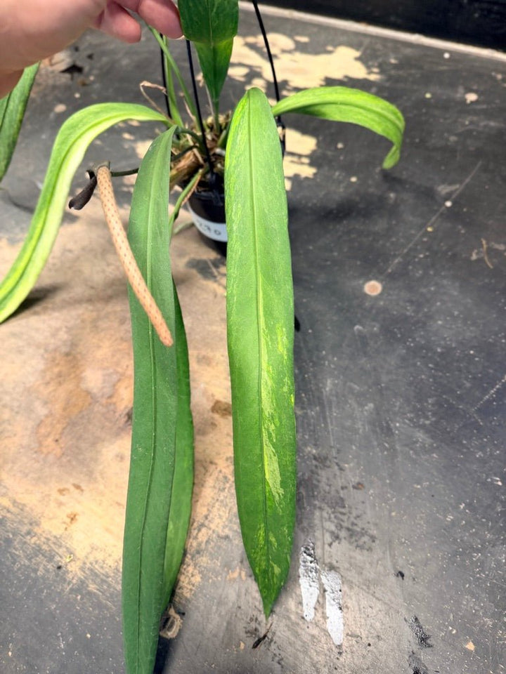 Handpicked 270 - Anthurium Vittariifolium Variegata - 100mm Pot | Uprooted