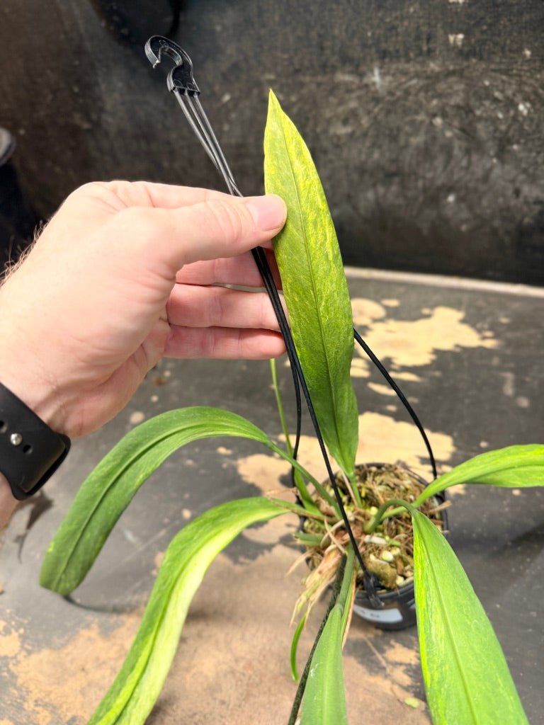 Handpicked 270 - Anthurium Vittariifolium Variegata - 100mm Pot | Uprooted