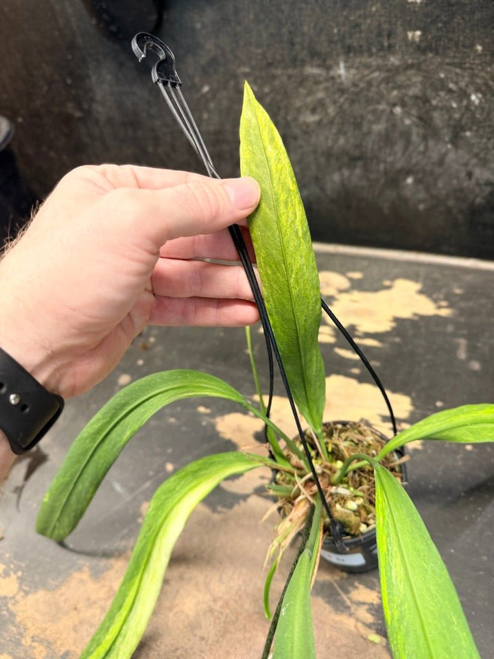 Handpicked 270 - Anthurium Vittariifolium Variegata - 100mm Pot | Uprooted