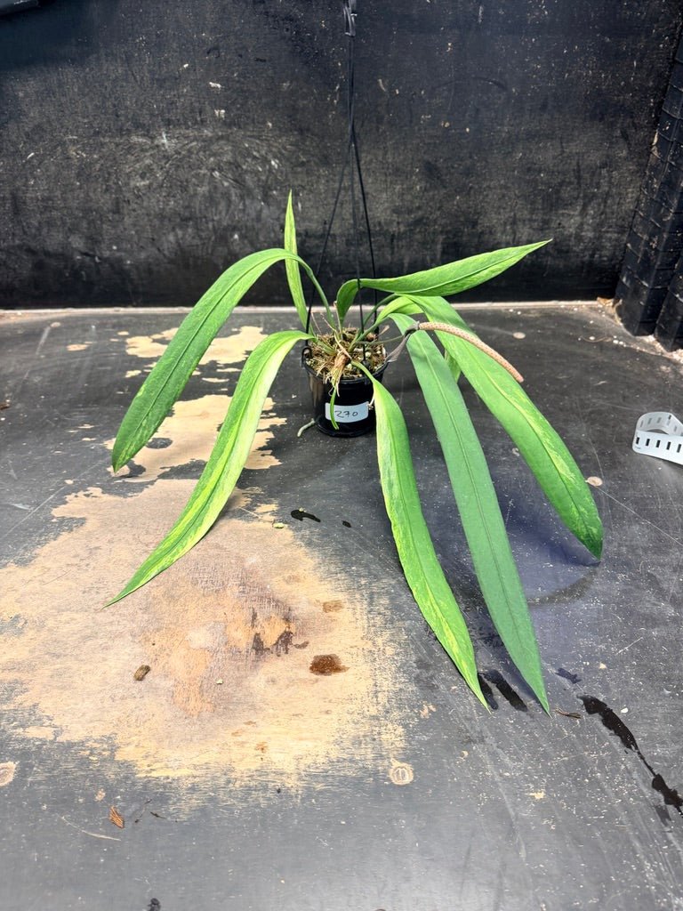 Handpicked 270 - Anthurium Vittariifolium Variegata - 100mm Pot | Uprooted