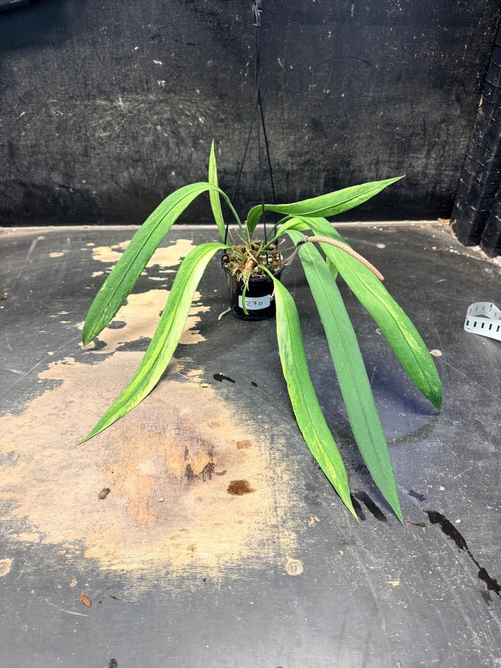 Handpicked 270 - Anthurium Vittariifolium Variegata - 100mm Pot | Uprooted