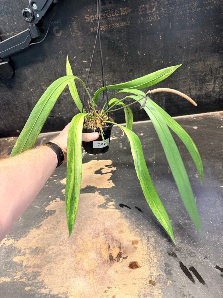 Handpicked 270 - Anthurium Vittariifolium Variegata - 100mm Pot | Uprooted