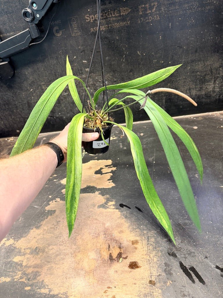 Handpicked 270 - Anthurium Vittariifolium Variegata - 100mm Pot | Uprooted