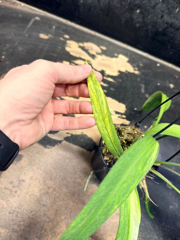 Handpicked 270 - Anthurium Vittariifolium Variegata - 100mm Pot | Uprooted